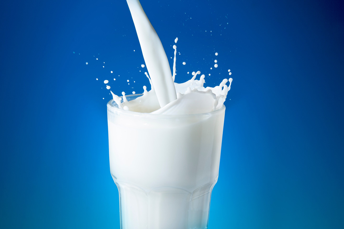 Como introducir leche de vaca